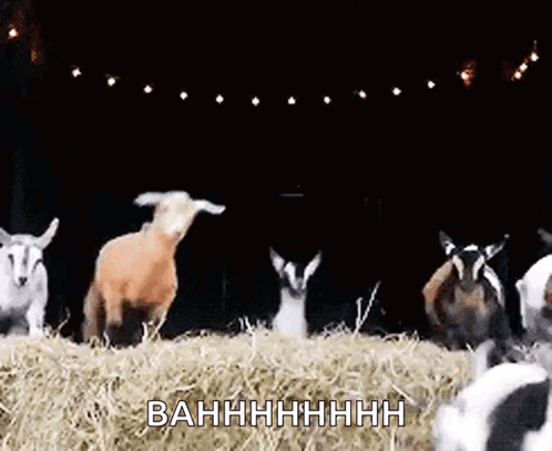Group of Goats on Hay Pile