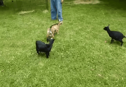 Group of Goats Playing in Grass With Man Behind