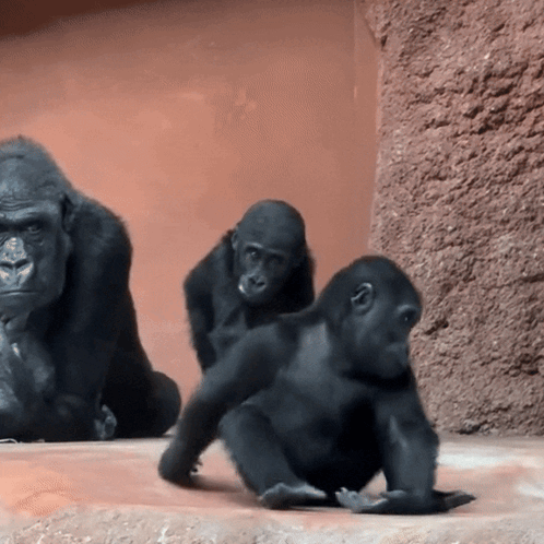 Group Of Gorillas Playing GIF