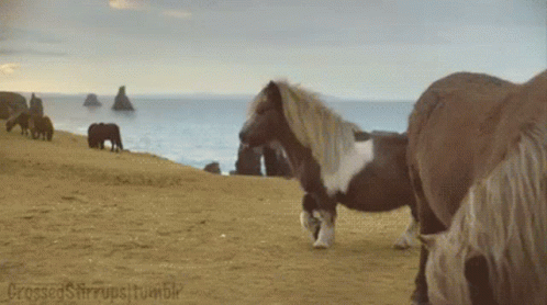 Group of Horses Standing on Sandy Beach Next to Ocean
