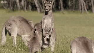 Group of Kangaroos Standing in Grass