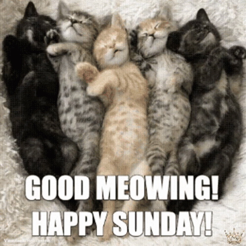 Group Of Kittens Laying On Each Other Good Meowing Happy Sunday GIF