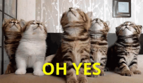 Group of Kittens Looking Up Saying Oh Yes