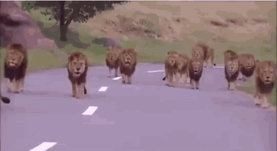 Group Of Lion Walking GIF