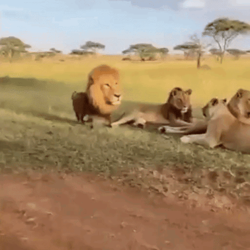 Group of Lions Laying in Field