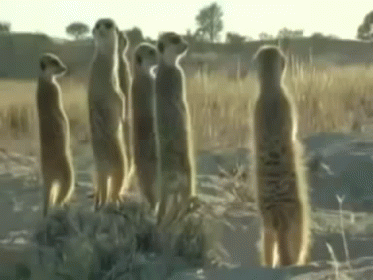 Group Of Meerkat Standing GIF