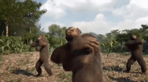 Group Of Monkey Dancing Together Extends Arm GIF