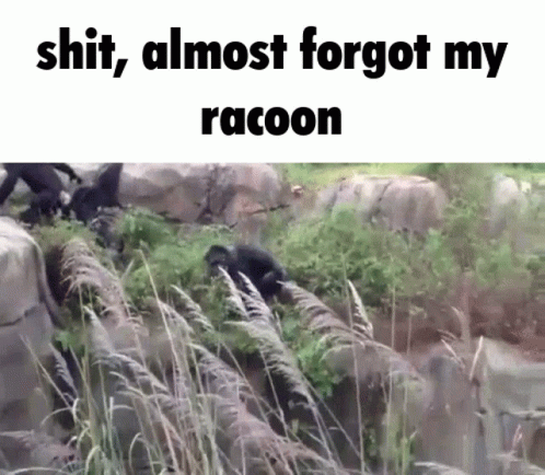 Group Of Monkeys With Raccoon Caption GIF