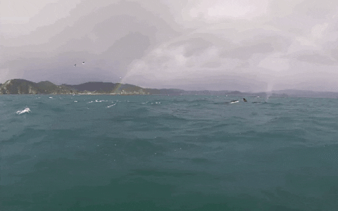 Group Of Orca Diving On The Sea GIF