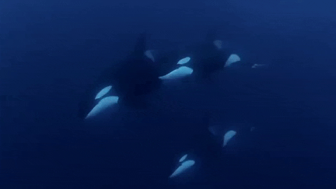 Group Of Orca Under The Sea GIF