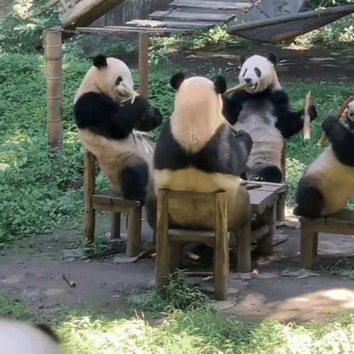 Group of Panda Bears Eating Bamboo
