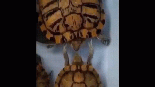 Group of Turtles Sitting Together