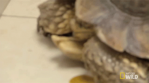 Group of Turtles Stacked