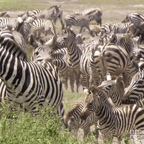 Group Of Zebra GIF