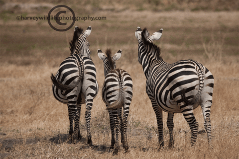 Group Of Zebra Flapping Their Tails GIF