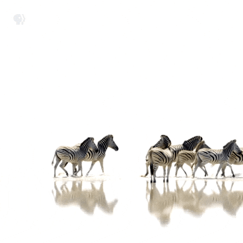 Group Of Zebra Running GIF