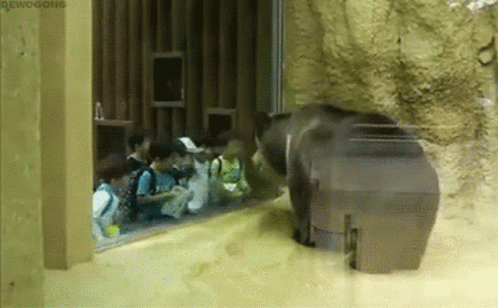 Group Watching Bear In Zoo GIF
