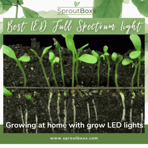 Growing At Home With Grow Led Lights GIF