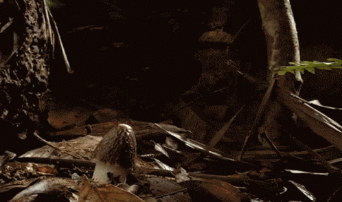 Growing Bamboo Mushroom GIF