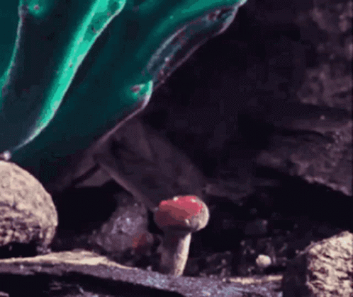 Growing Collybia Nuda Mushroom GIF