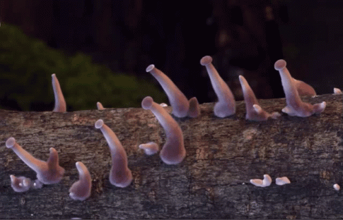 Growing Fungi Mushrooms GIF