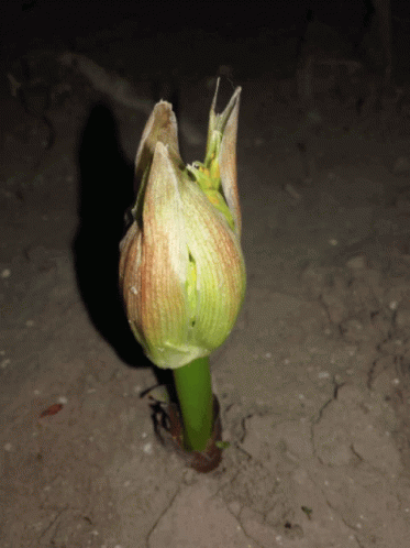 Growing Japanese Ginger Plant GIF