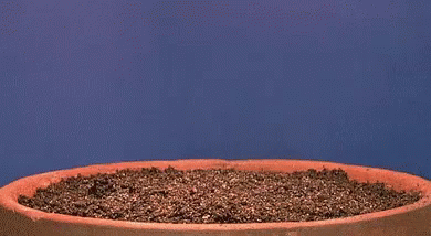 Growing Leave Of Seeds GIF