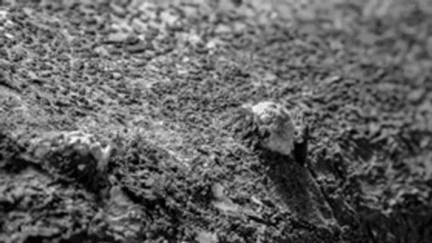 Growing Mushroom Cloud Plant GIF