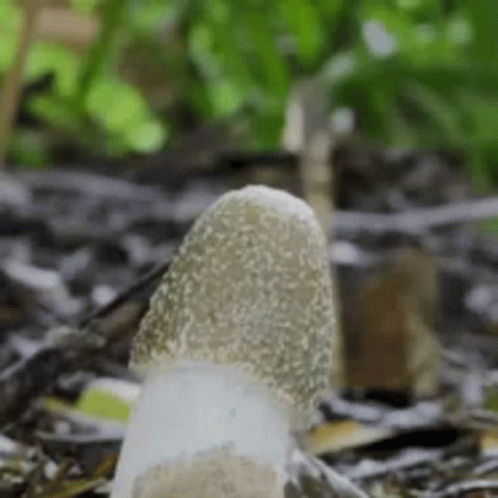 Growing Phallus Indusiatus GIF