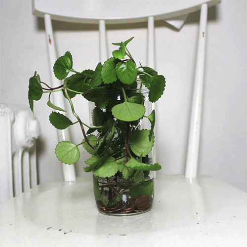 Growing Plant Bearing Money Stop Motion GIF