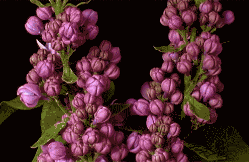 Growing Plant Beautiful Blooms GIF