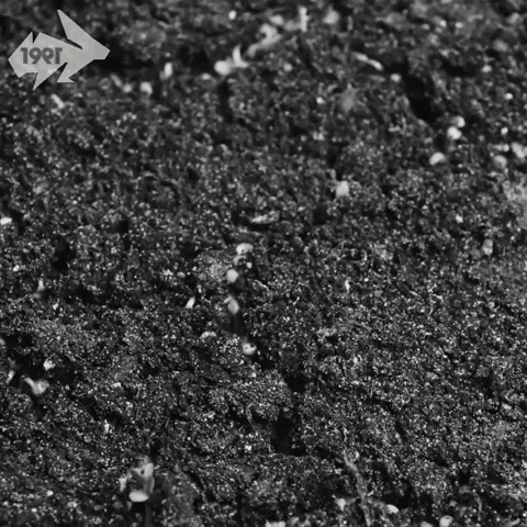 Growing Plant Breaking Ground Time Lapse GIF