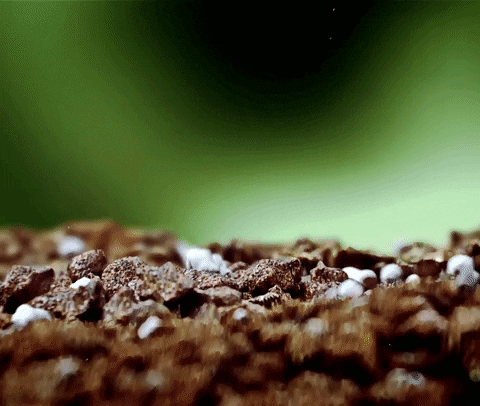 Growing Plant Seedling Time Lapse GIF