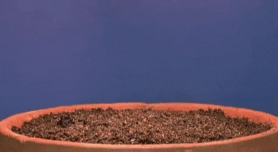 Growing Plant Seedlings In Clay Pot GIF