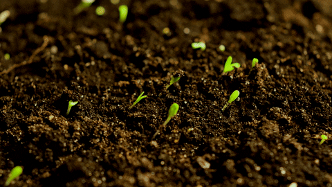 Growing Plant Sprouts On Ground GIF