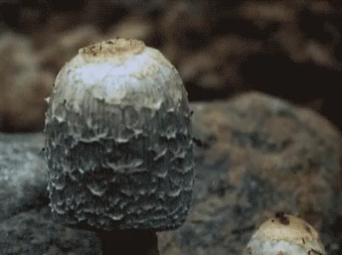 Growing Shaggy Mane Fungi GIF