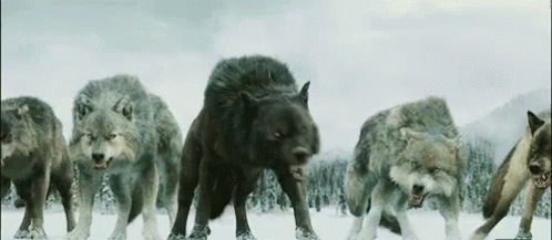 Growling Furry Wolf Pack GIF