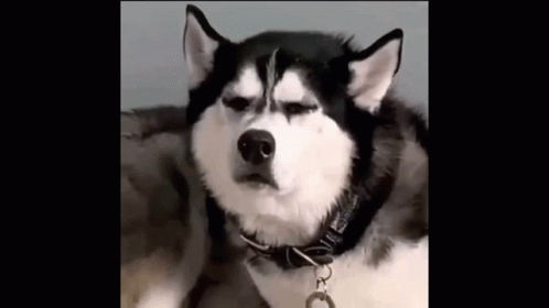 Grr Angry Husky Dog GIF