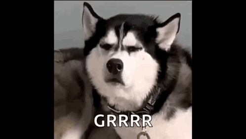 Grr Annoyed Husky GIF