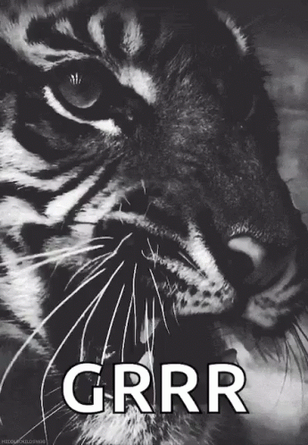 Grr Tiger Hiss GIF