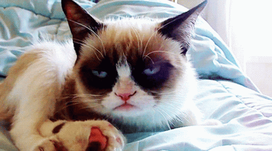 Grump Cat On Bed GIF