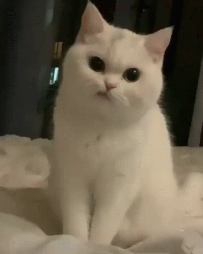 Grumpy Fluffy Cat GIF