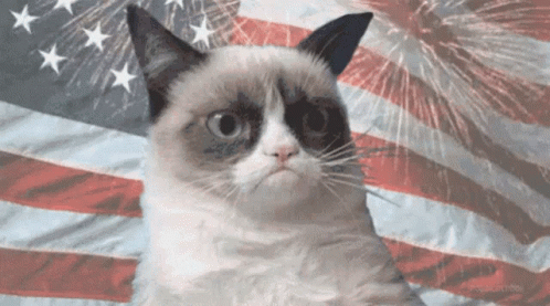 Grumpy Patriotic Cat GIF
