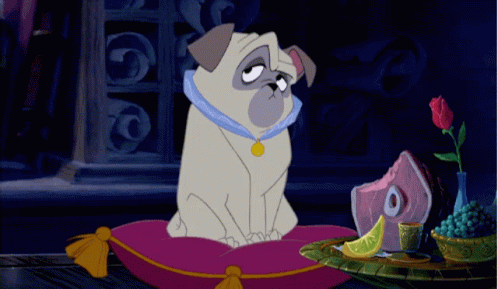 Grumpy Percy Pug-nosed Dog GIF