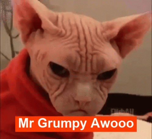 Grumpy Hairless Cat GIF