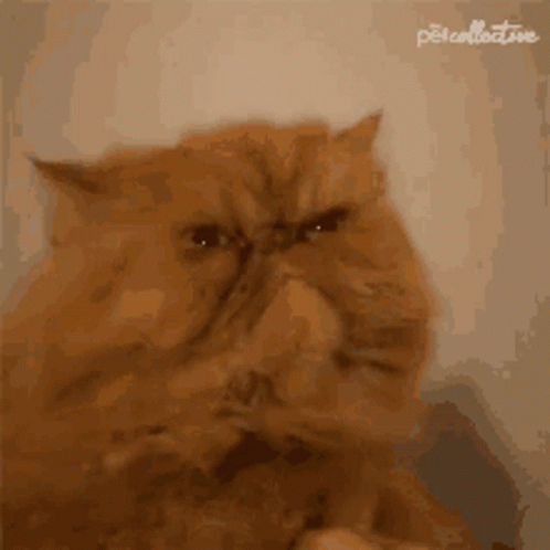 Grumpy Yellow Cat GIF