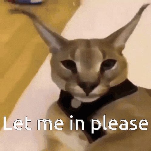 Grumpy Caracal Let Me In Meme GIF