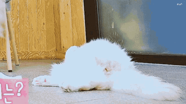 Grumpy Cat Getting Up GIF
