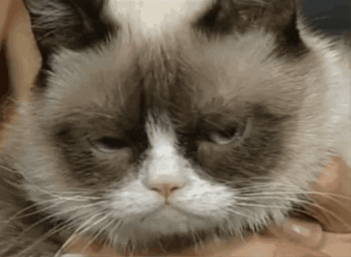 Grumpy Cat Held by Person