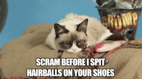 Grumpy Cat Laying on Bag Saying Scram Before I Spit Hairballs on Your Shoes